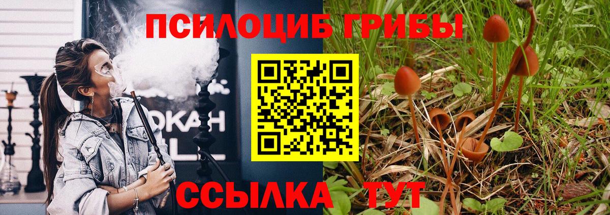 Псилоцибиновые грибы Psilocybe  магазин продажи наркотиков  Алатырь  Вход с VPN  Псилоцибиновые грибы мухоморы 
